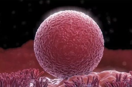 1518399894950173.png 細(xì)胞.png